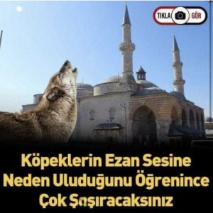 Köpekler ezan sesi duyunca