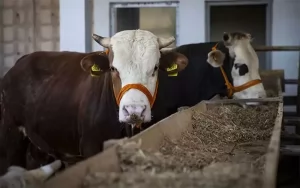 Kurban fiyatları