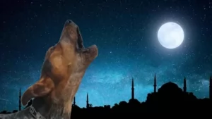 Köpekler ezanda