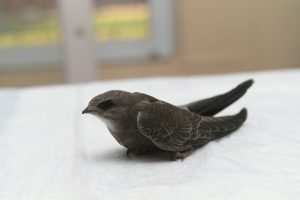 Ebabilin ordusu