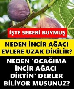 Evlere incir ağacı